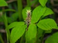 Blooming Black or common sedge, Carex nigra, close-up with bokeh background, selective focus, shallow DOF