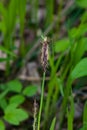 Blooming Black or common sedge, Carex nigra, close-up with bokeh background, selective focus, shallow DOF