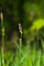 Blooming Black or common sedge, Carex nigra, close-up with bokeh background, selective focus, shallow DOF