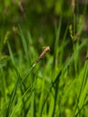 Blooming Black or common sedge, Carex nigra, close-up with bokeh background, selective focus, shallow DOF