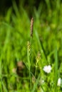 Blooming Black or common sedge, Carex nigra, close-up with bokeh background, selective focus, shallow DOF