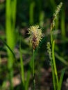 Blooming Black or common sedge, Carex nigra, close-up with bokeh background, selective focus, shallow DOF