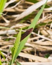 Blooming Black or common sedge, Carex nigra, close-up with bokeh background, selective focus, shallow DOF