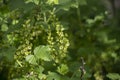 Blooming black currant bush on a spring garden background. Flowers black currant. Close-up branches currants with Royalty Free Stock Photo
