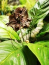 Blooming of Black lily or Bat flower in home garden