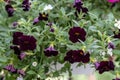 Blooming black petunia, Calibrachoa - Can Can Black Cherry