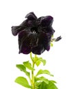 Blooming black petunia flower is isolated on white background Royalty Free Stock Photo