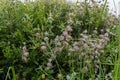 Blooming black sage at the coastal area of Goleta near Santa Barbara, California