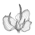 blooming black and white graphic plantain sketch isolated