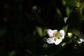 Blooming blackberry in a spring garden Royalty Free Stock Photo