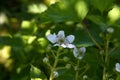 Blooming blackberry in a spring garden Royalty Free Stock Photo