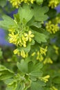 blooming blackcurrant branches in the garden in spring Royalty Free Stock Photo