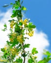 Blooming blackcurrant bush against the blue sky. Yellow flowers of blackcurrant Royalty Free Stock Photo