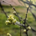 Blooming blackcurrant leaves in the garden