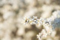 Blooming blackthorn Royalty Free Stock Photo