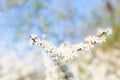 Blooming blackthorn Royalty Free Stock Photo