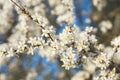 Blooming blackthorn Royalty Free Stock Photo