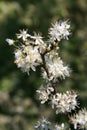 Blooming blackthorn bush Royalty Free Stock Photo