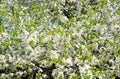 Blooming blackthorn bush. Royalty Free Stock Photo