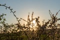 Blooming blackthorn in the sunset Royalty Free Stock Photo