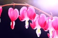 Blooming bleeding heart flowers. Beautiful flowers named Dicentra in form of hearts. Spring floral composition in pink and white