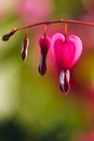 Blooming bleeding heart