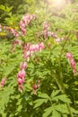 Blooming Bleeding Heart Plant beautiful pink white flowers Dicentra Spectabilis. Pharmaceutical garden in Moscow, exhibition of Royalty Free Stock Photo