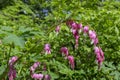 Blooming Bleeding Heart Plant is a herbaceous plant of the Dicentra Spectabilis family of Papaveraceae. Pink flowers with a white