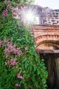 Blooming Bleeding Heart Vine on old brick wall, beautiful pink flowers and green leaves, sunny star ray shining through old arch Royalty Free Stock Photo