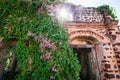 Blooming Bleeding Heart Vine on old brick wall, beautiful pink flowers and green leaves, sunny star ray shining through old arch Royalty Free Stock Photo