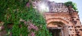 Blooming Bleeding Heart Vine on old brick wall, beautiful pink flowers and green leaves, sunny star ray shining through old arch Royalty Free Stock Photo