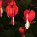 Blooming Bleeding Hearts Royalty Free Stock Photo