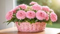 Blooming Bliss: A Basket of Pink Chrysanthemums on a table with Nature background Royalty Free Stock Photo