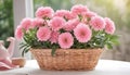 Blooming Bliss: A Basket of Pink Chrysanthemums on white table with Nature background Royalty Free Stock Photo