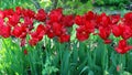 Blooming blood red tulips growing straight in a garden Royalty Free Stock Photo