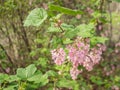 Blooming Bloodcurrant, Ribes sanguineum spring