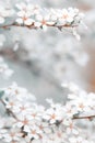 Blooming blossoms in spring season with bokeh background