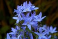 Blooming blue Adriatic bellflower in summer