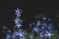 Blooming blue Adriatic campanula bell flower detail