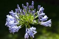 Blooming Blue Agapanthus Flower