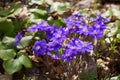 Blooming blue Anemone hepatica flowers in early spring