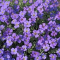 Blooming blue aubrieta, in close up Royalty Free Stock Photo