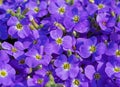 Blooming blue aubrieta, in close up Royalty Free Stock Photo