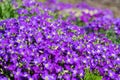 Blooming blue aubrieta, in close up Royalty Free Stock Photo