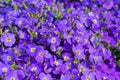Blooming blue aubrieta, in close up Royalty Free Stock Photo