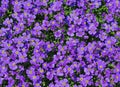 Blooming blue aubrieta, in close up Royalty Free Stock Photo