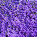 Blooming blue aubrieta, in close up Royalty Free Stock Photo