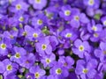 Blooming blue aubrieta, in close up Royalty Free Stock Photo