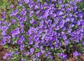 Blooming blue aubrieta, in close up Royalty Free Stock Photo