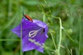 Blooming blue bell with a red bug close-up. Royalty Free Stock Photo